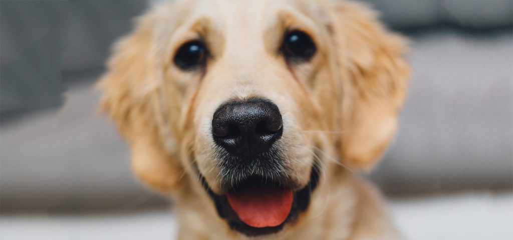 pet-boarding-centre-singapore